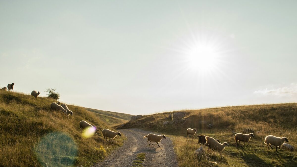 herd of sheep crossing on pathway during daytime