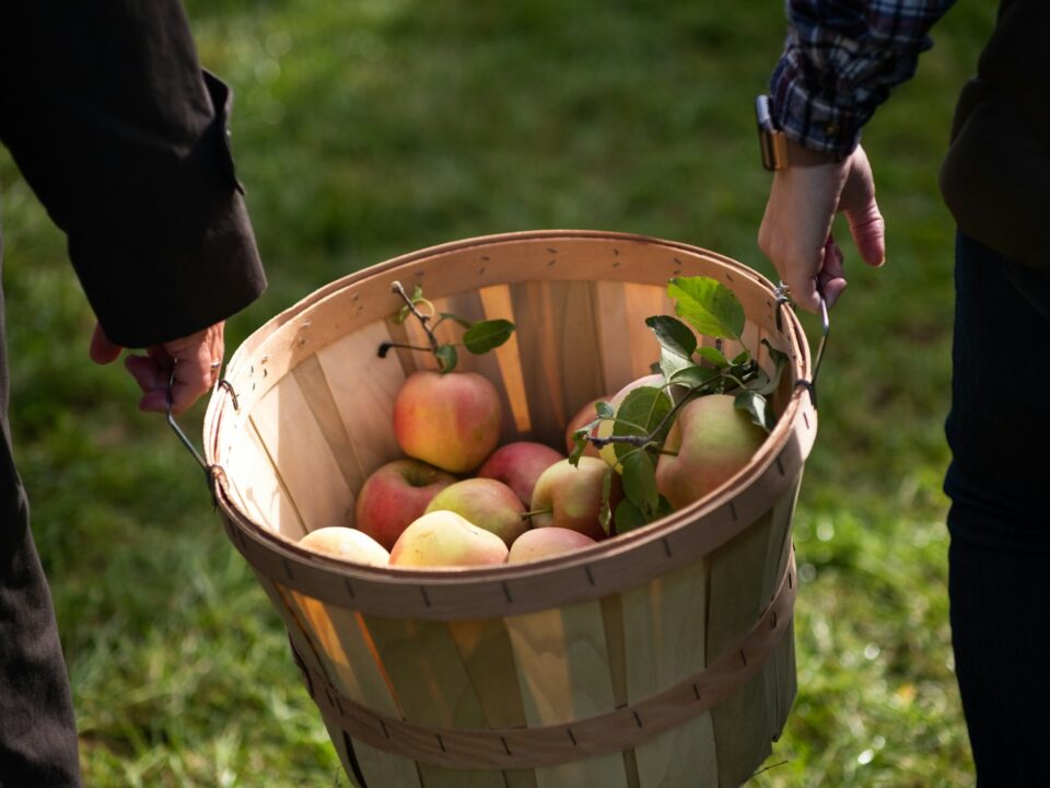 green and red apples in brown wooden bucket