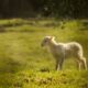 white lamb on green grassland during daytime