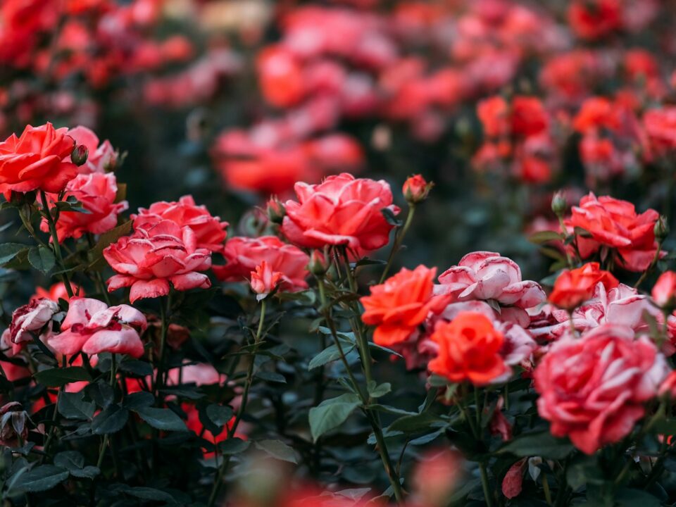 bed of red roses