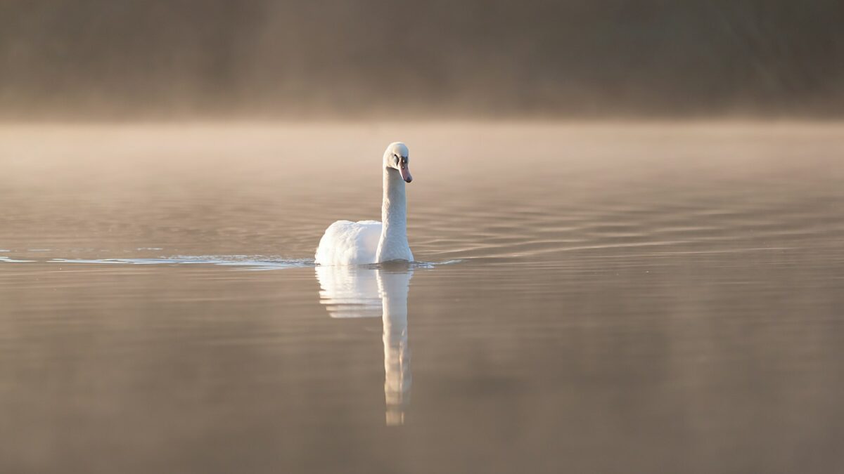 selective focus photography of swan