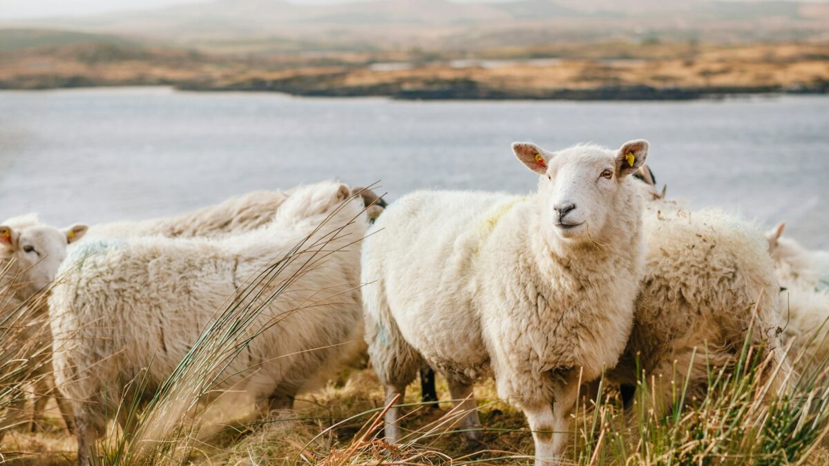 white sheep on brown grass field near body of water during daytime