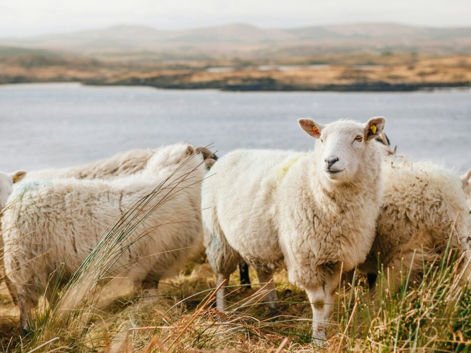 white sheep on brown grass field near body of water during daytime
