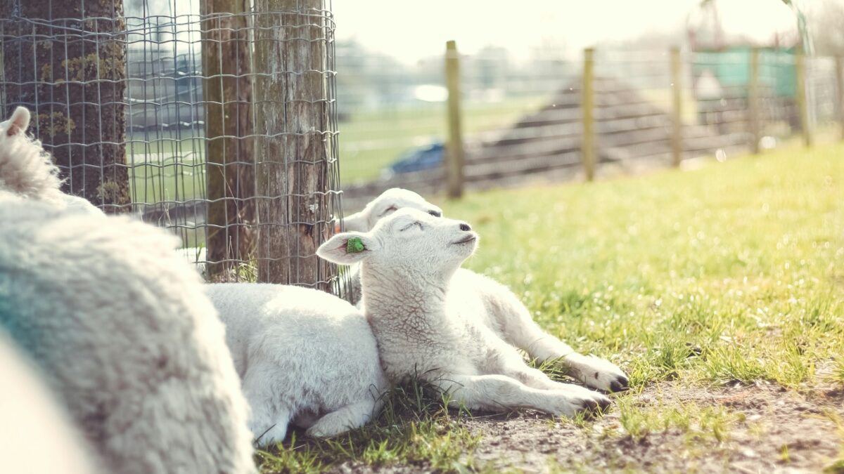 white goat beside fence