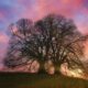 leafless tree on green grass field during sunset