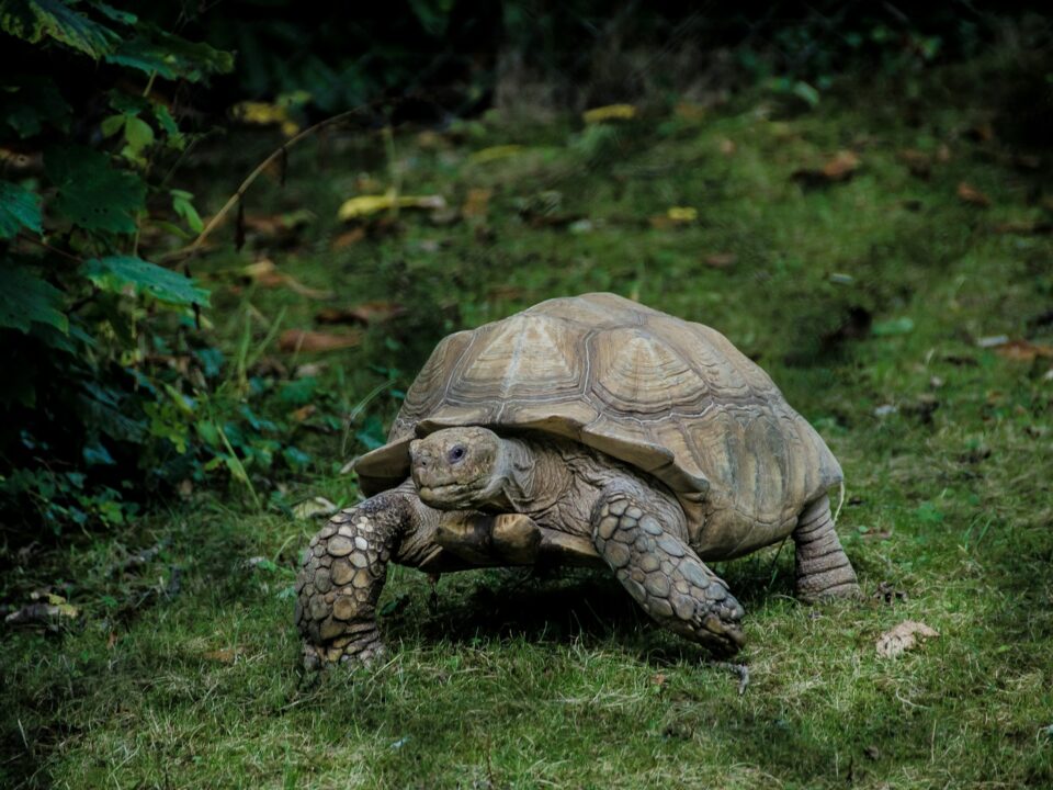 gray tortoise walking on green grass field