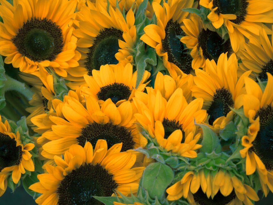 bunch of sunflowers