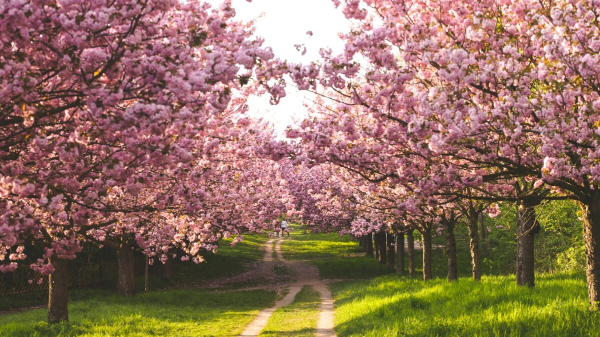 pathway between cherry blossoms