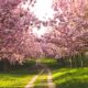 pathway between cherry blossoms