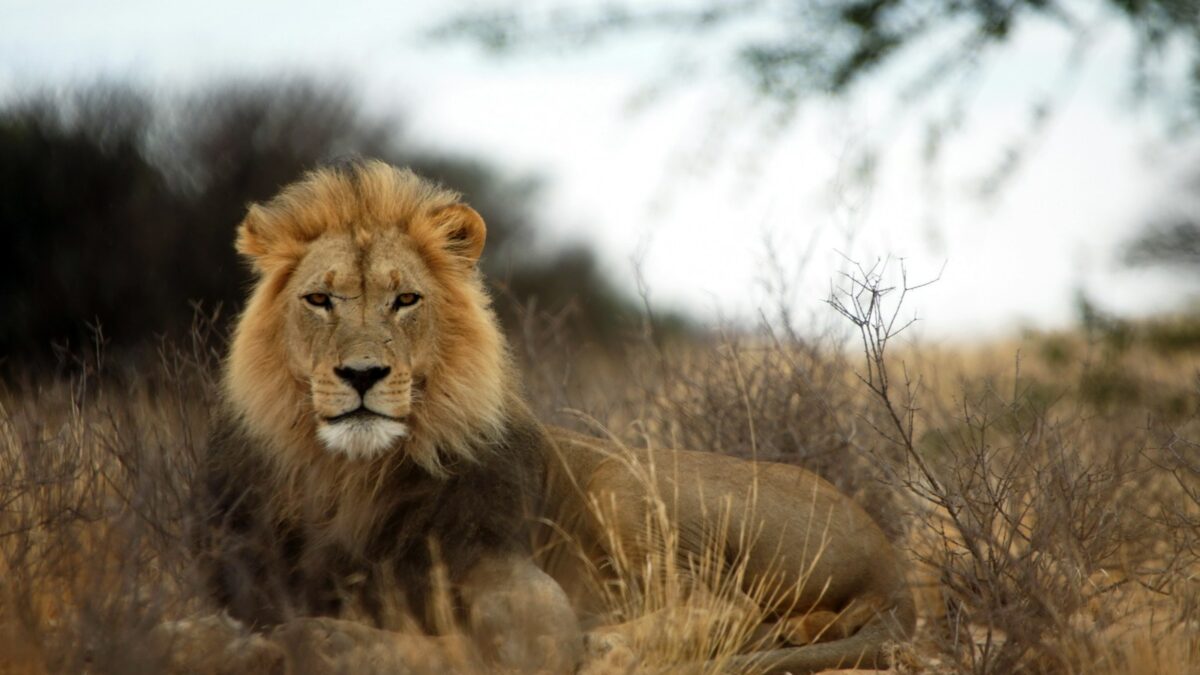 brown lion lying on brown grass during daytime