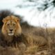 brown lion lying on brown grass during daytime