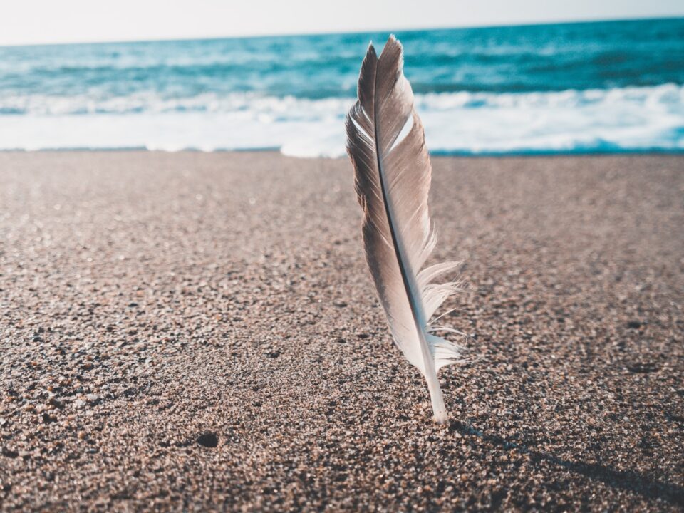 brown and gray feather near seashore