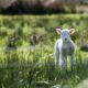 white sheep near the brown board