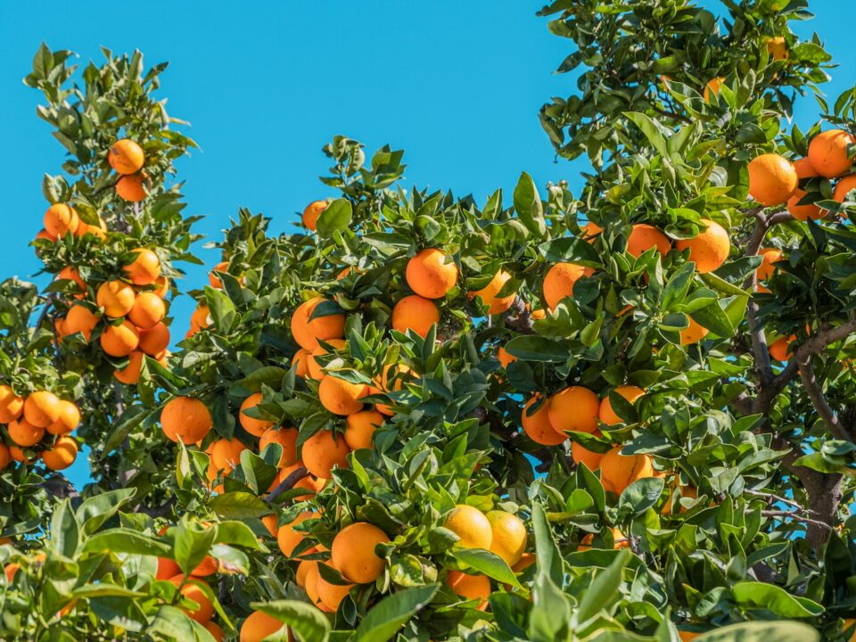 orange fruits under blue sky during daytime