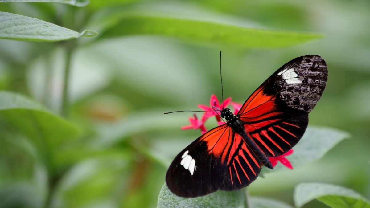 butterfly on leaf