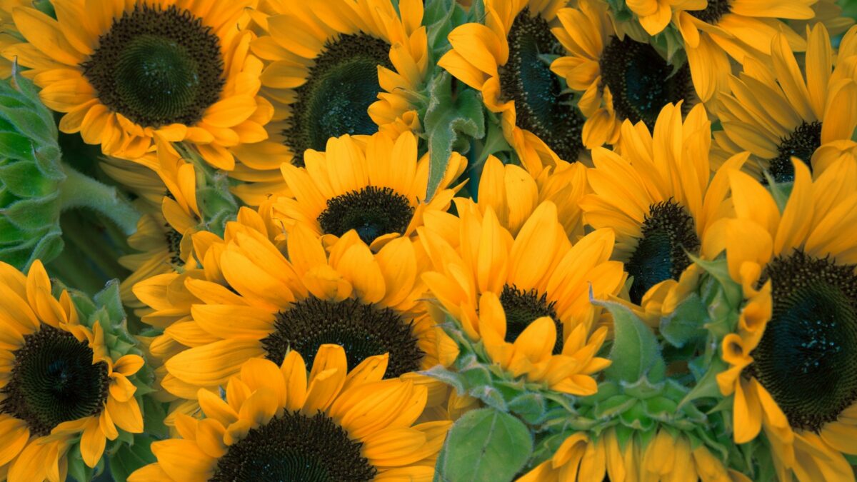 bunch of sunflowers