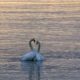 two white swan on body of water
