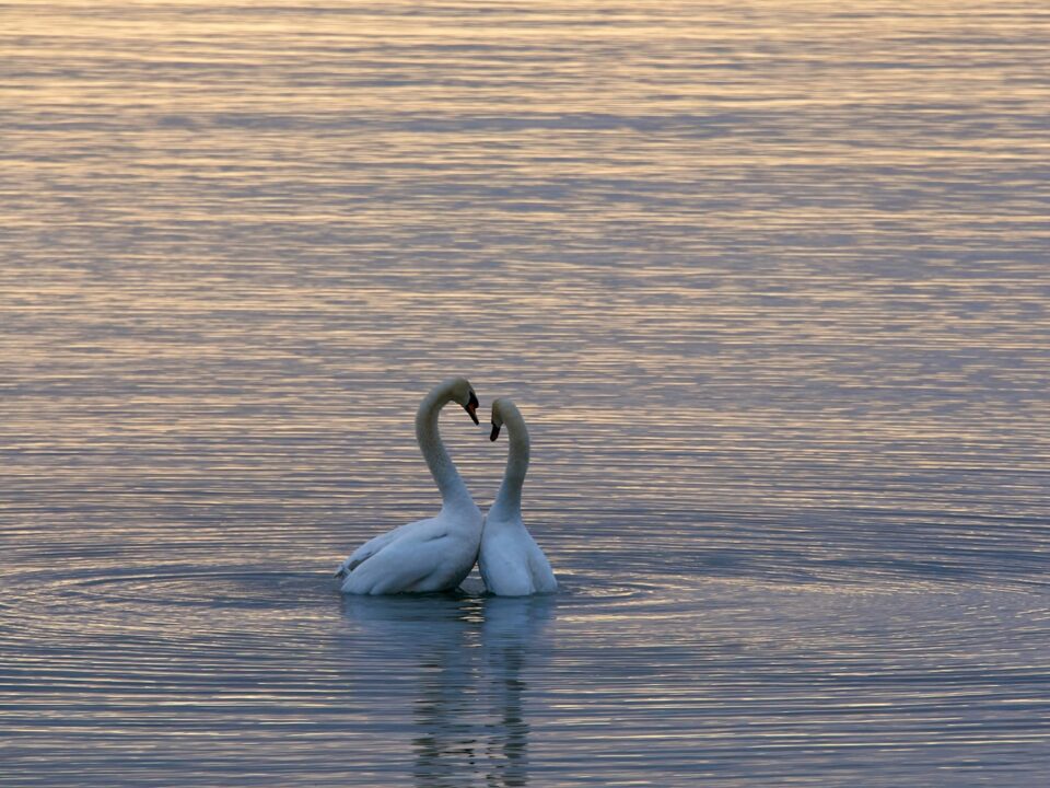 two white swan on body of water