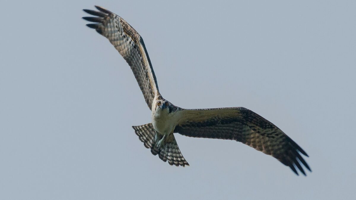 eagle flying on the sky