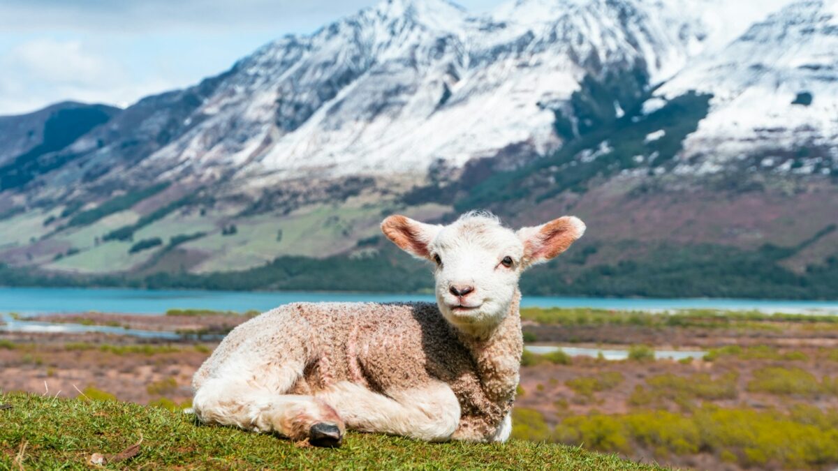 white sheep on green grass field near snow covered mountain during daytime
