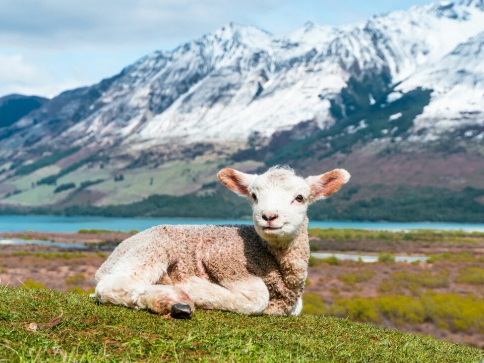 white sheep on green grass field near snow covered mountain during daytime