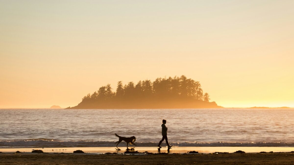 silhouette of person in front of dog walking at seashore near island during sunset