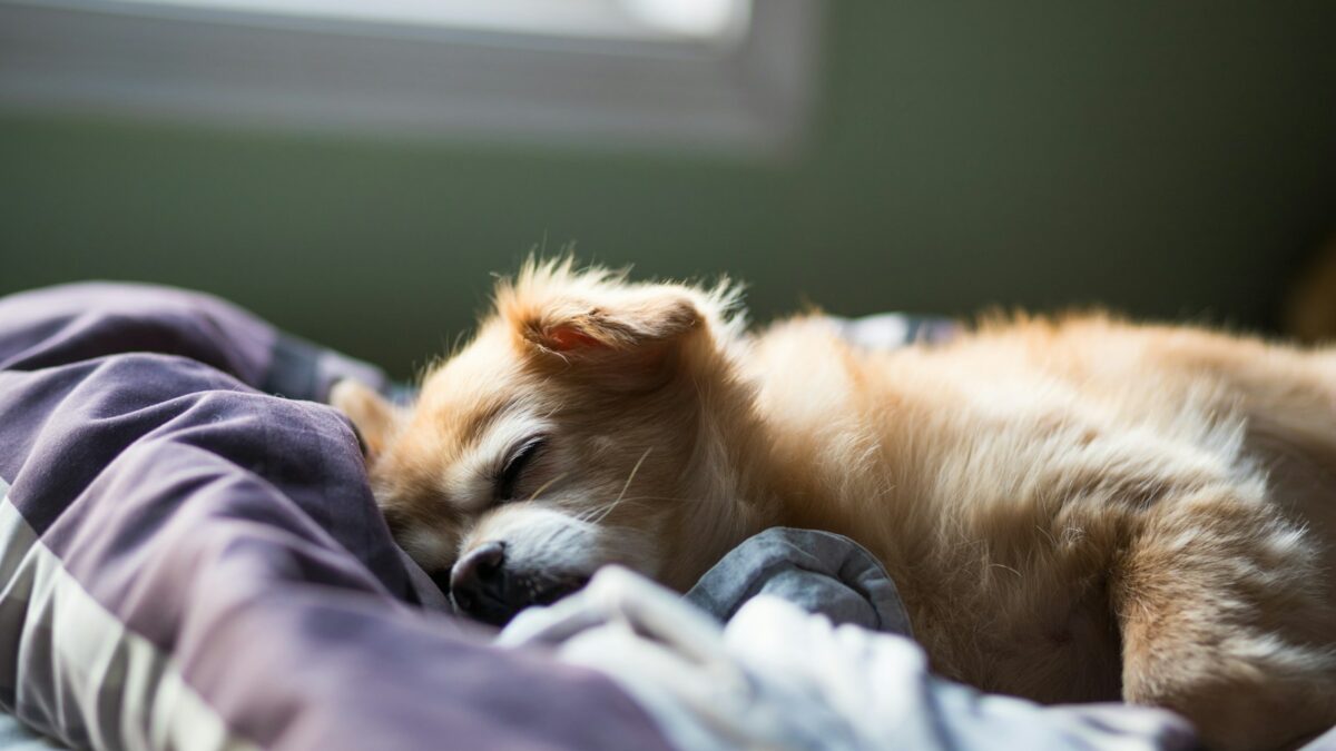 dog sleeping on bed