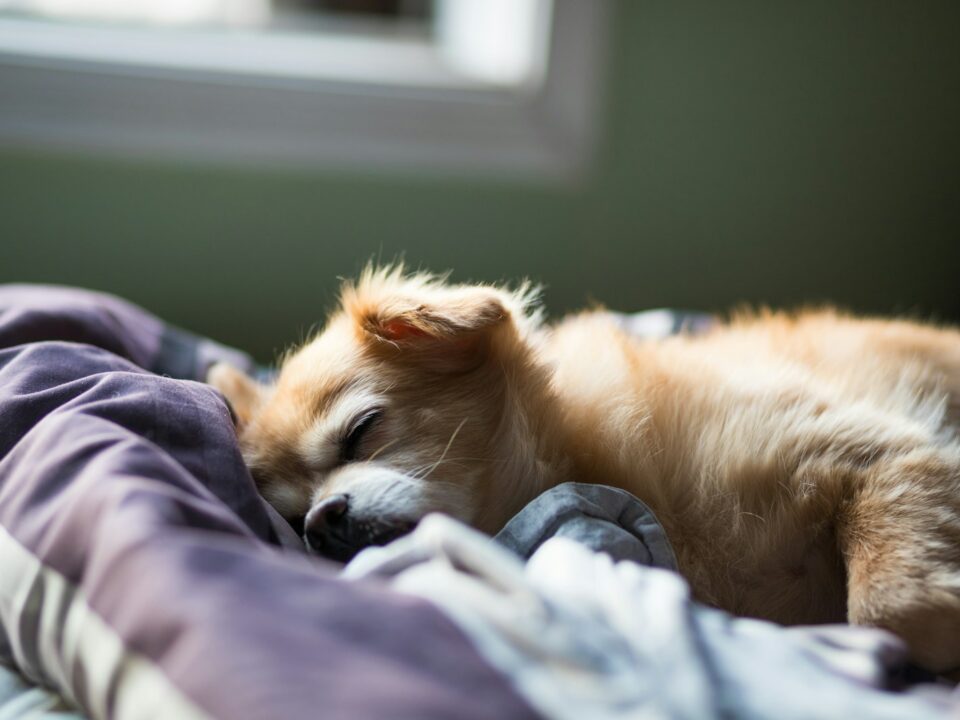 dog sleeping on bed