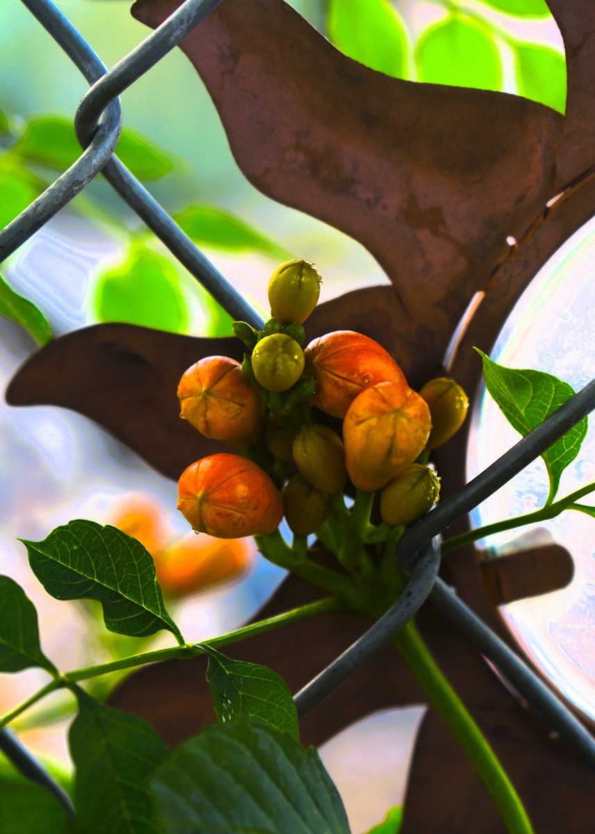a close up of a bunch of fruit on a tree