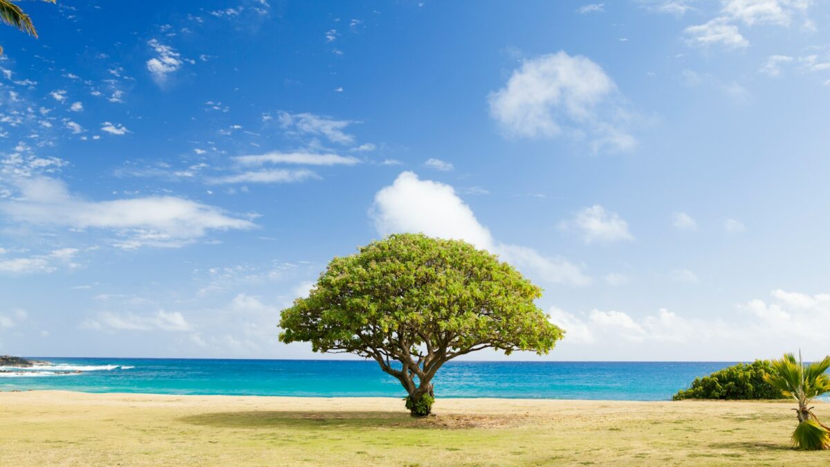 green leaf tree on shore