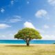 green leaf tree on shore