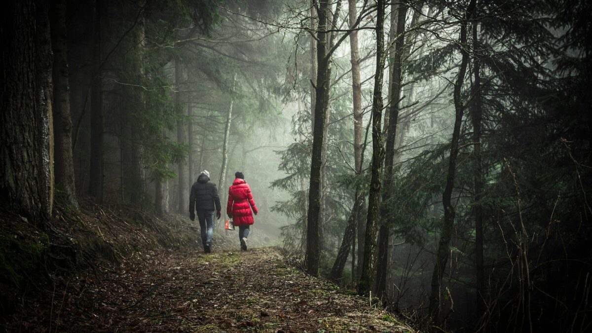 two person walking in forest during daytime