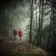 two person walking in forest during daytime