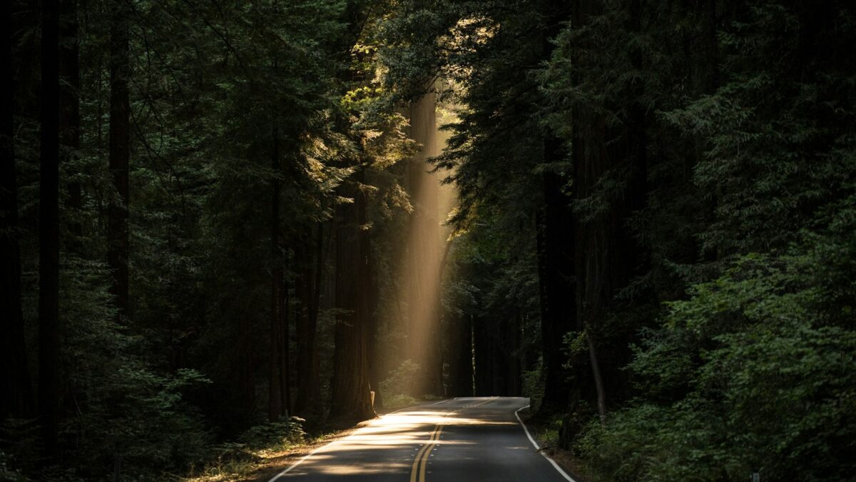 empty concrete road covered surrounded by tall tress with sun rays