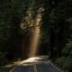 empty concrete road covered surrounded by tall tress with sun rays