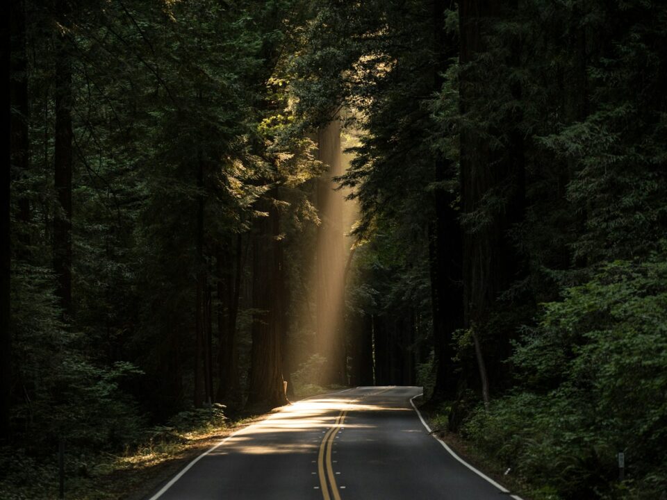 empty concrete road covered surrounded by tall tress with sun rays