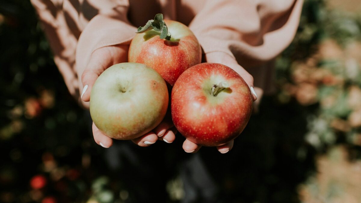 person holding three red apple fruits