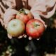 person holding three red apple fruits