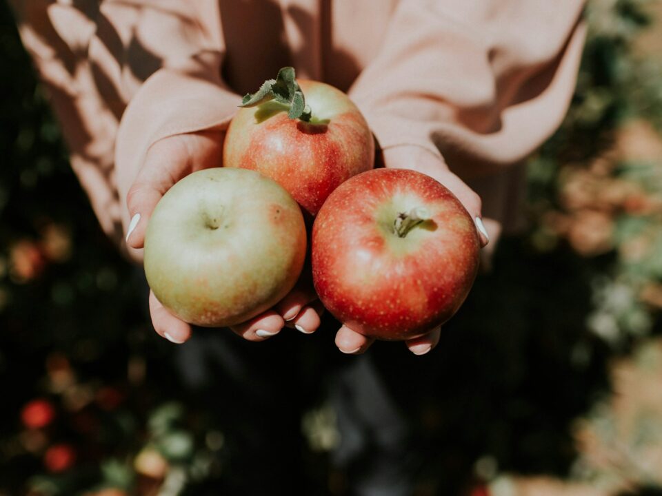 person holding three red apple fruits