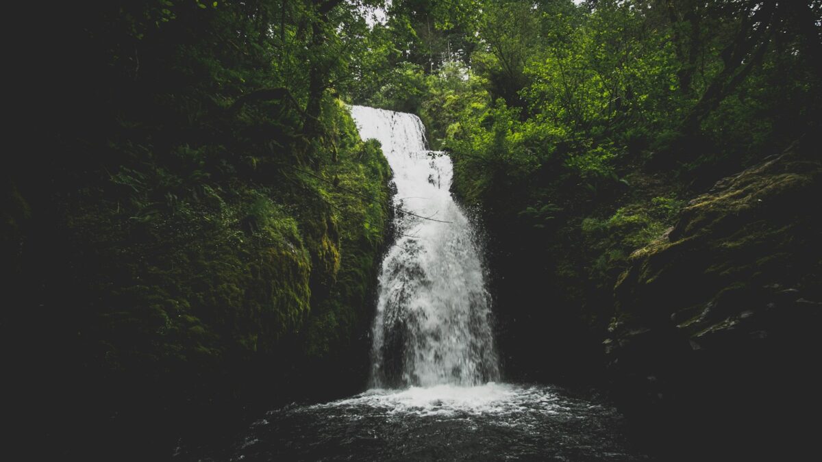 waterfall surrounded by green leaf trees at daytime