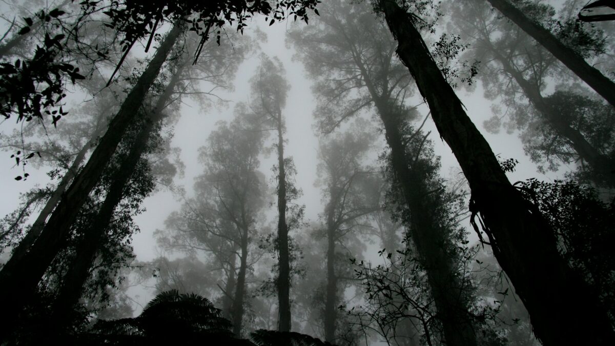 worms eye view of fog covered forest