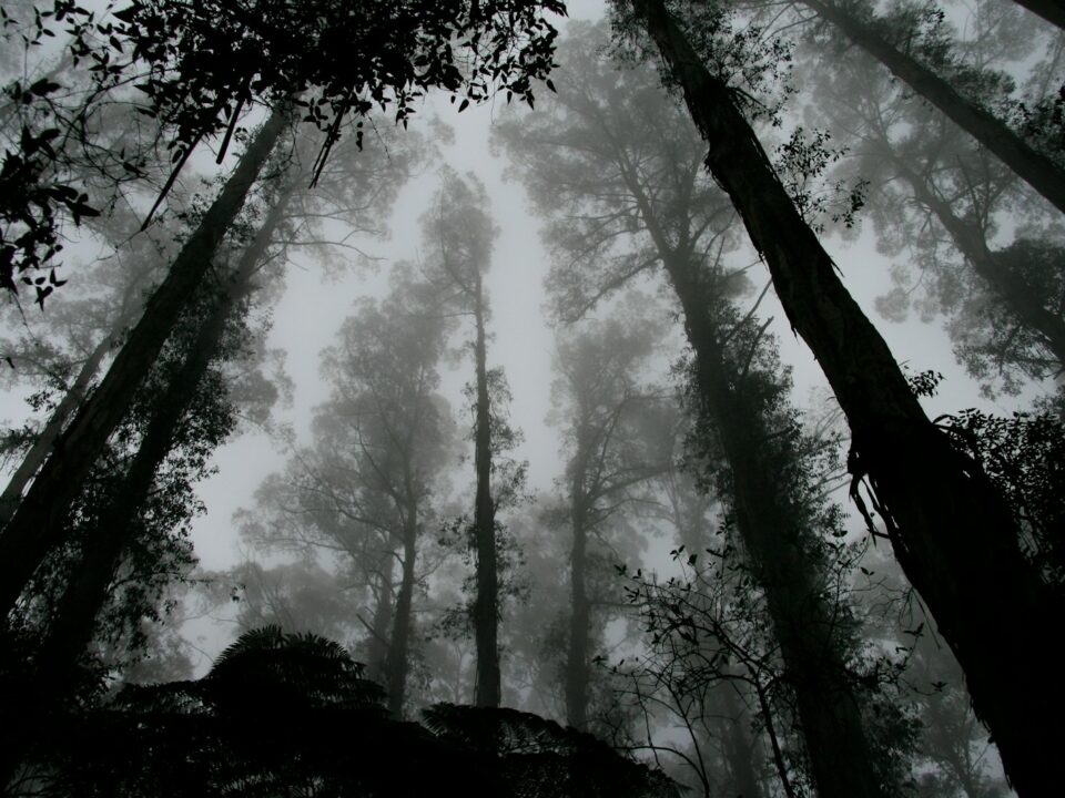 worms eye view of fog covered forest