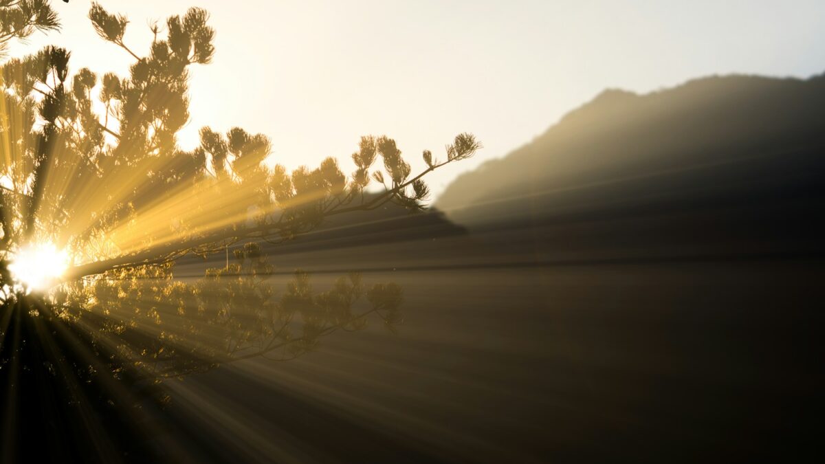 sunlight and tree