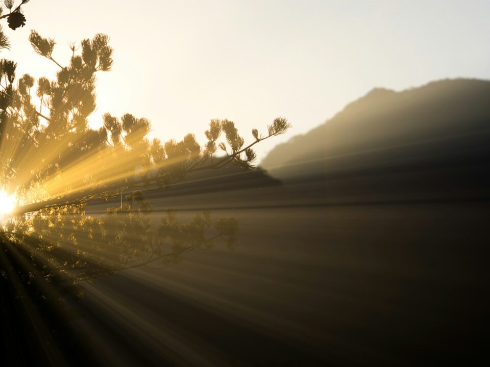 sunlight and tree