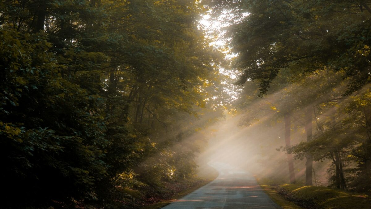 sun rays through the trees