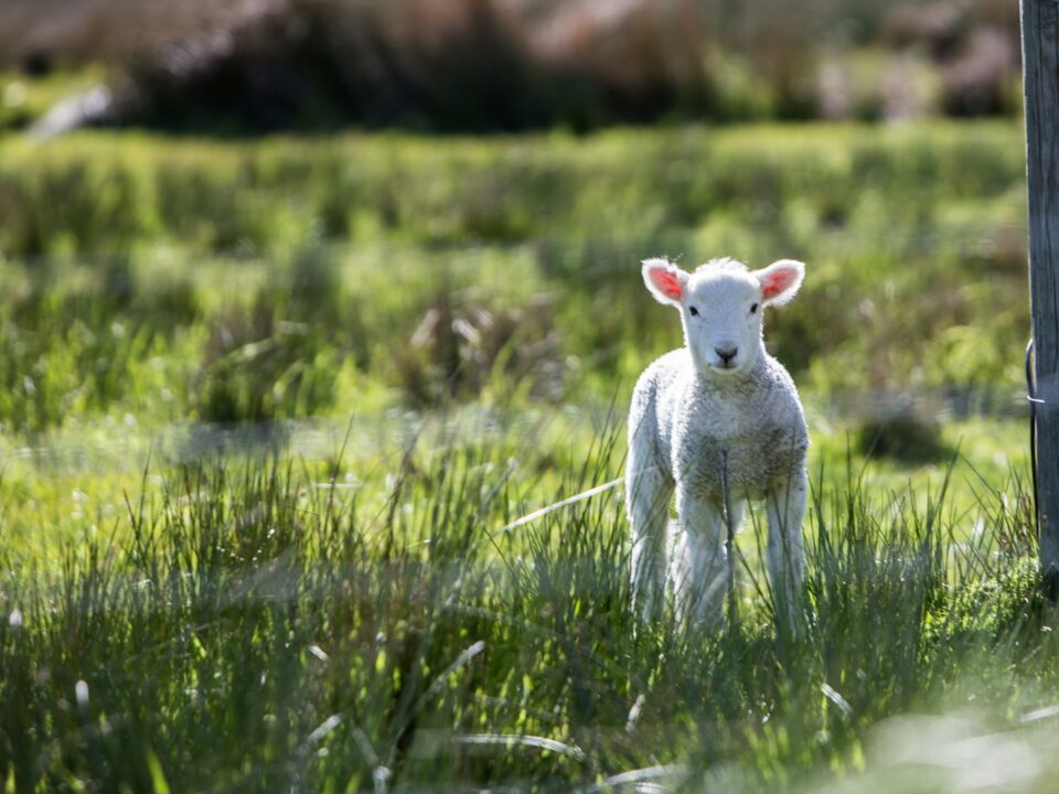 white sheep near the brown board