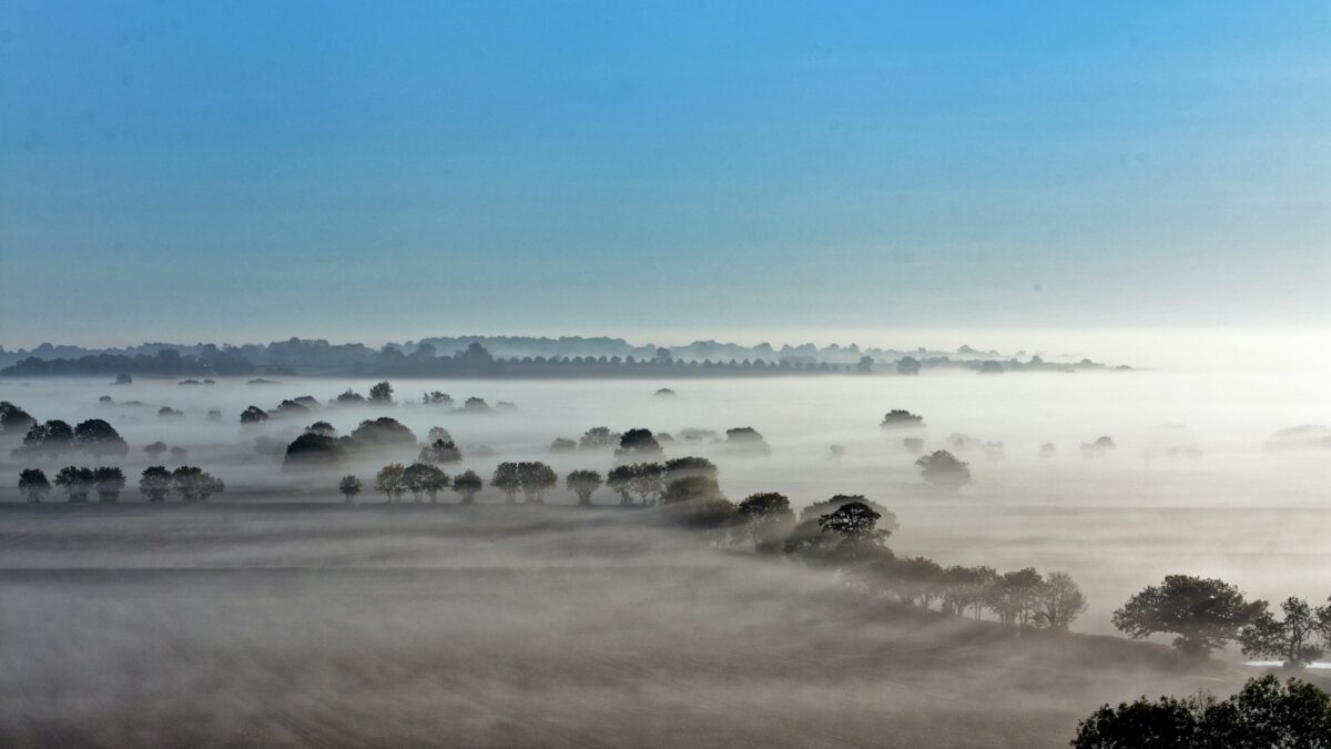 foggy forest during daytime