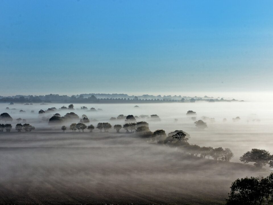 foggy forest during daytime