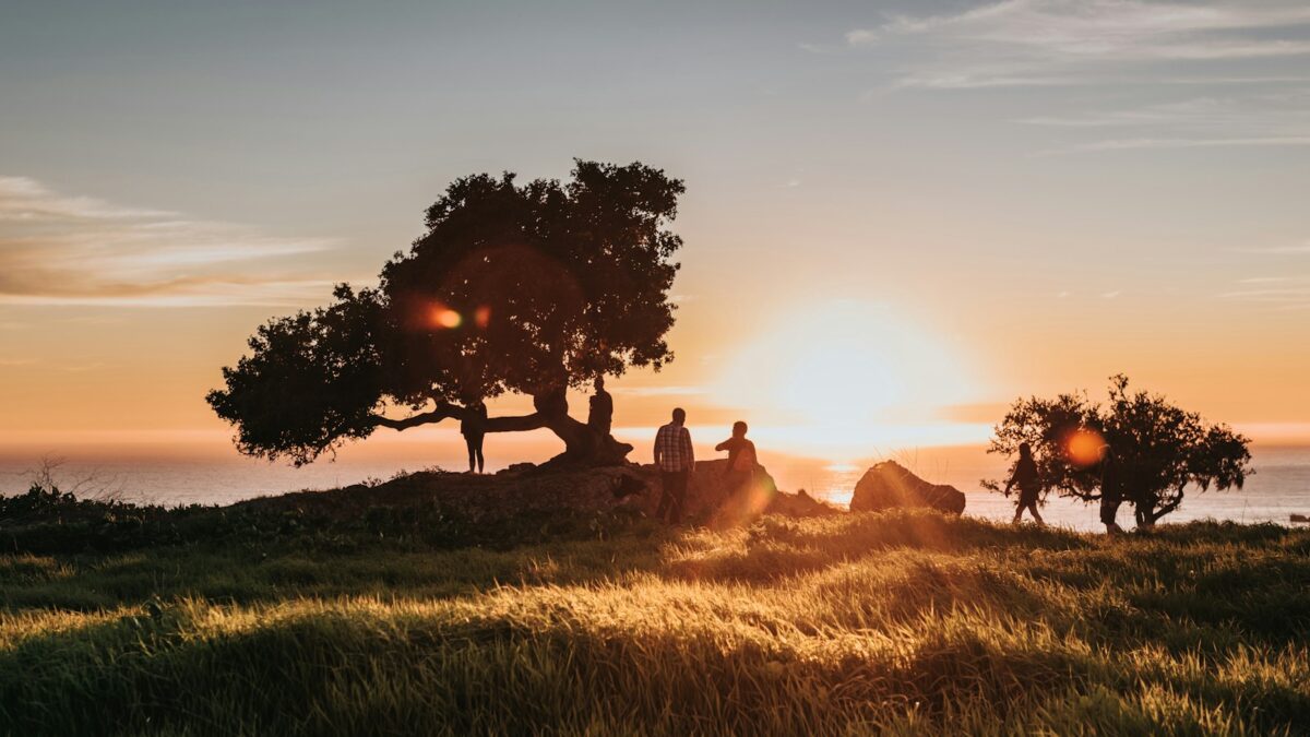 silhouette of trees during sunset