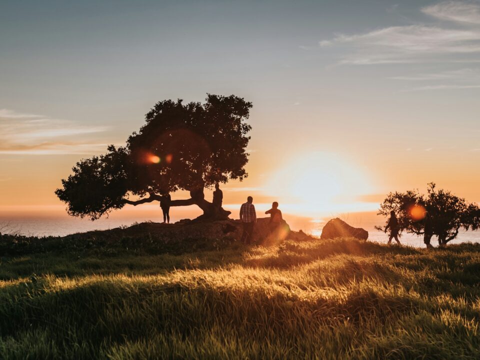 silhouette of trees during sunset